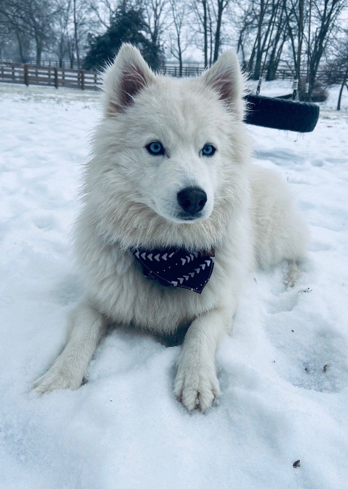 Pomsky in the snow