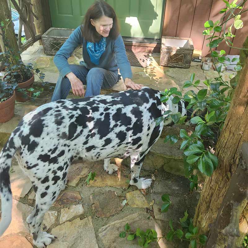 Dog Harley sniffs some plants.