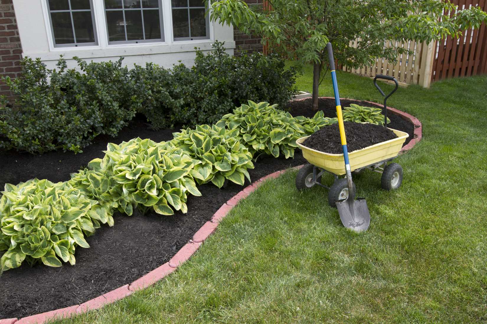A wheelbarrow of topsoil and shovel sit next to a flowerbed of hostas.