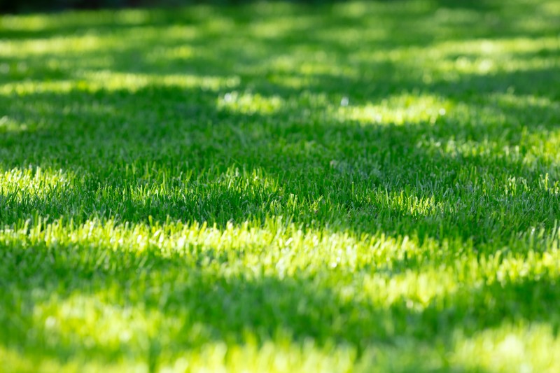 A lush, green lawn.