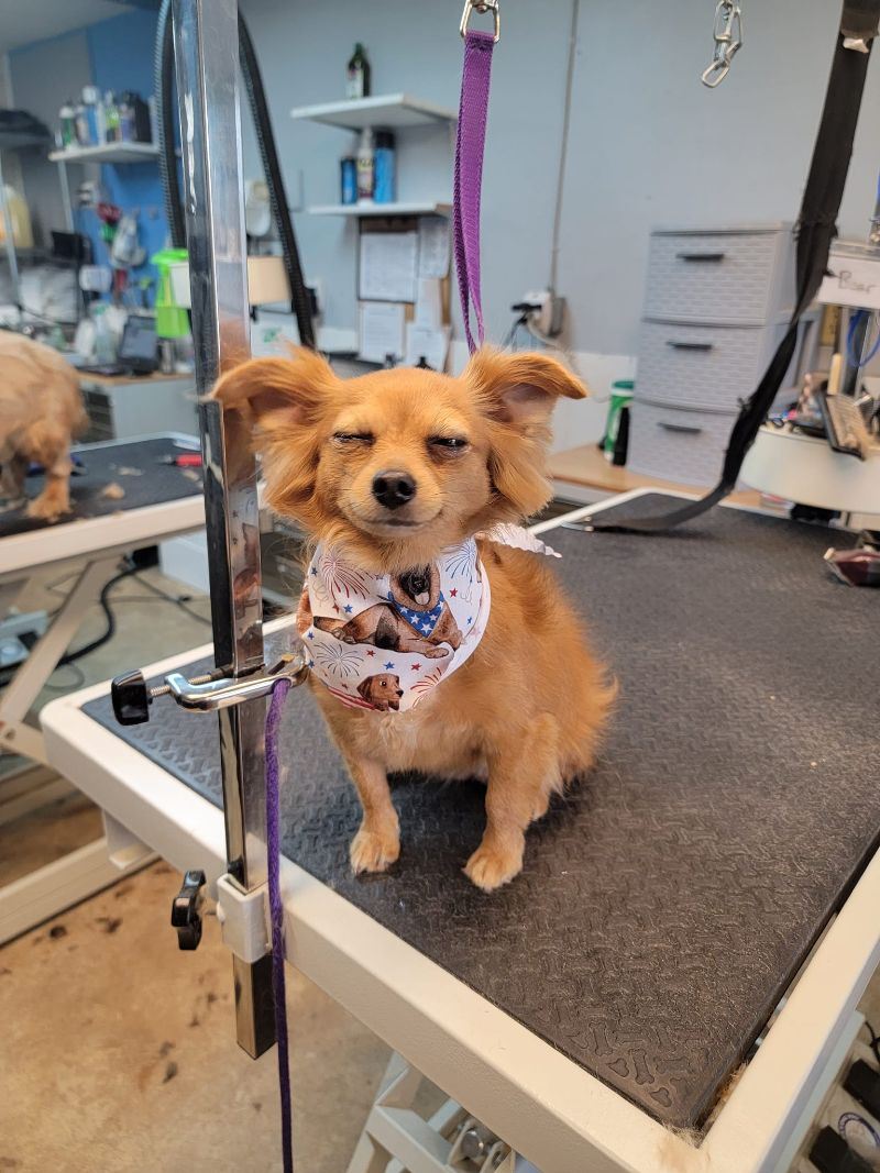 Dog on grooming table