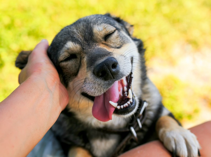 A dog smiles while having his head rubbed.