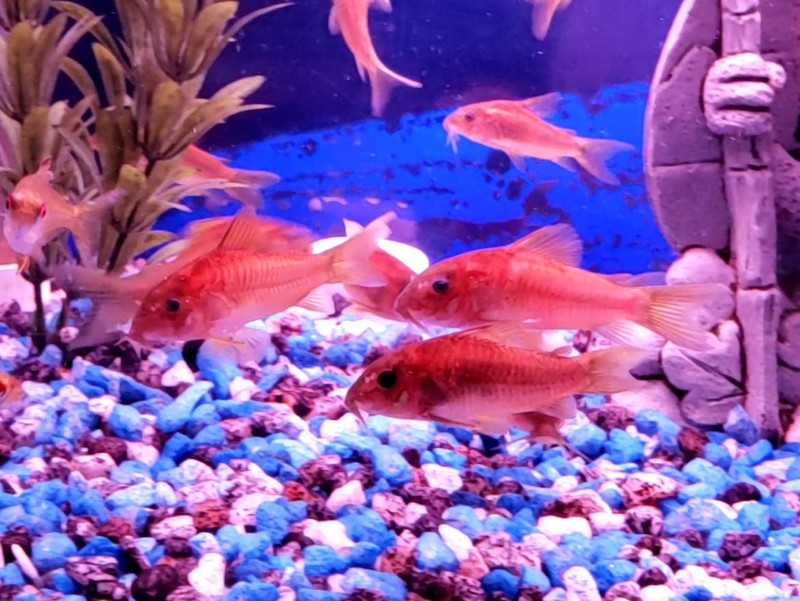 various fish in an aquarium