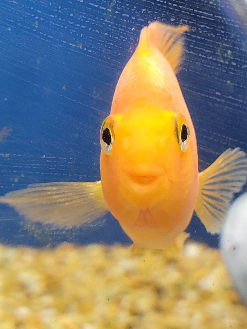 goldfish in an aquarium