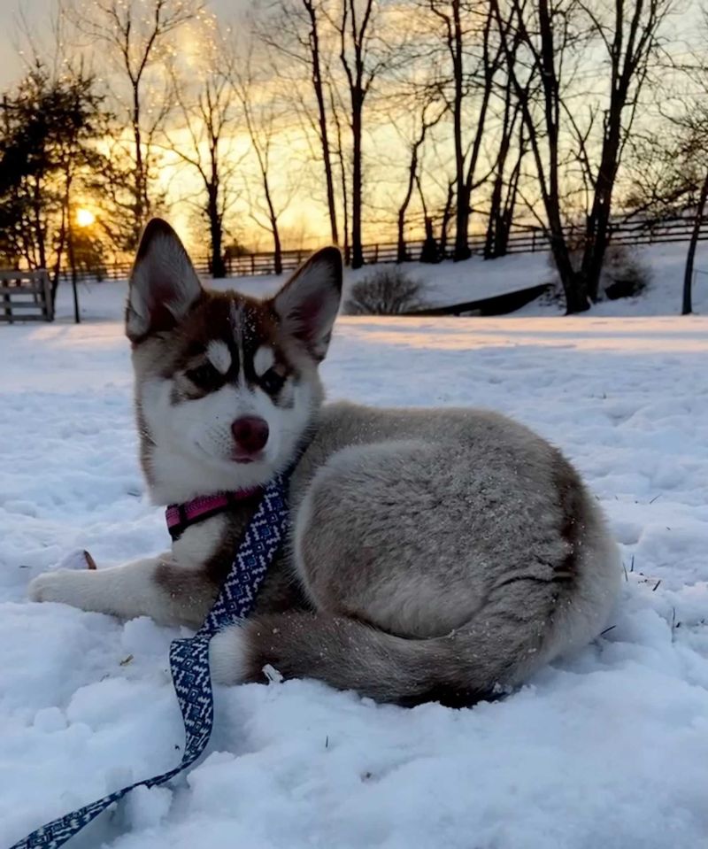 Pomsky