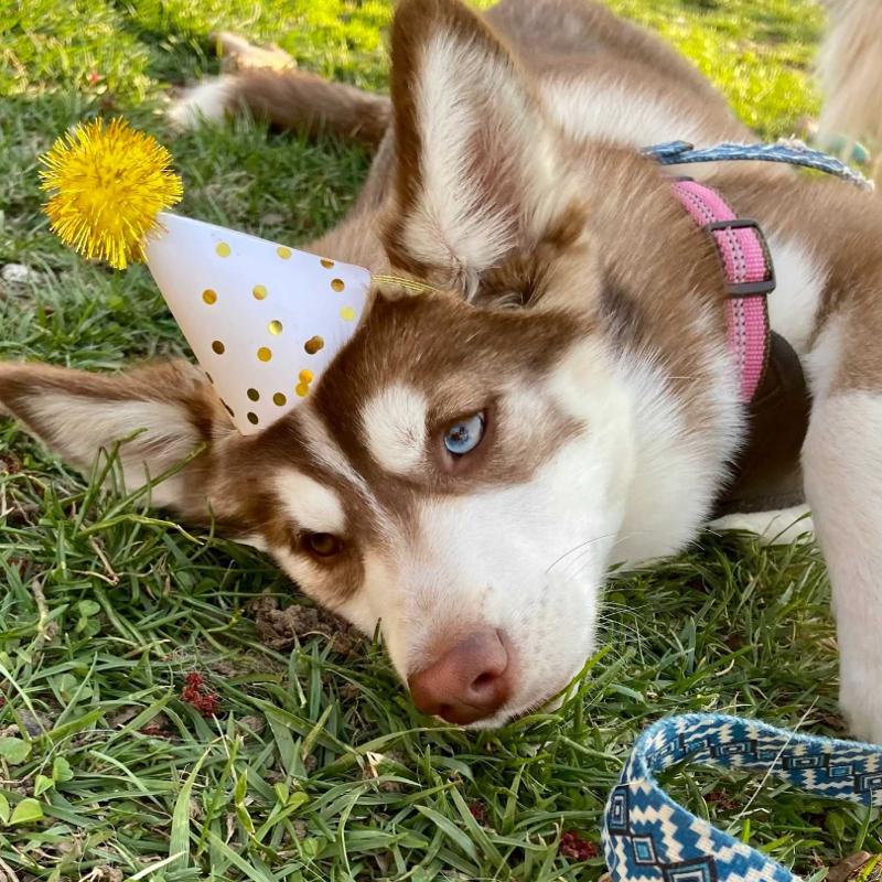 Pomsky in a party hat