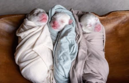 Three newborn Pomsky puppies wrapped in blankets