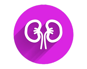 image of a kidney symbol