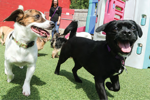 Dog Daycare