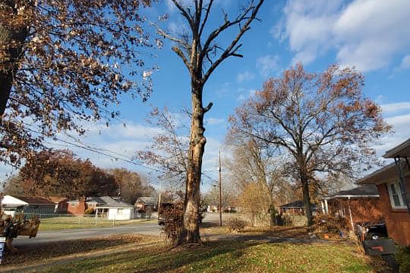 Tree trimming