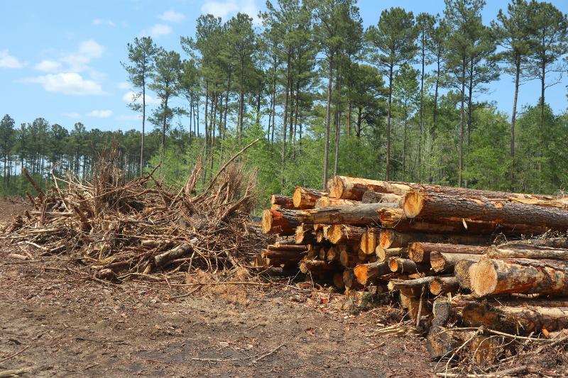 A row of cut logs lays next to a pile of brush.