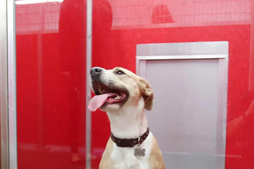 Dog Grooming