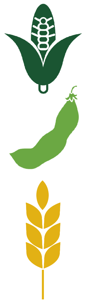 Corn icon