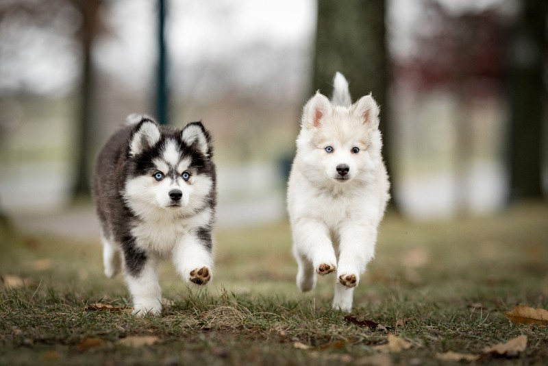 Two young Pomsky puppies playing