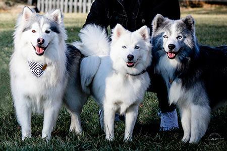 Three adult Pomskies