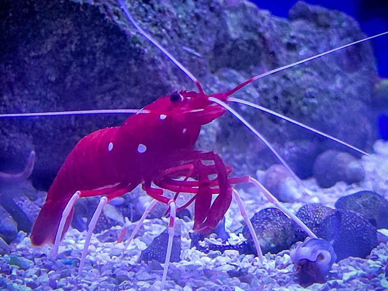 lobster in an aquarium