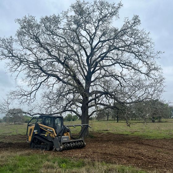 A slod steer sots next to a tree in an open field.