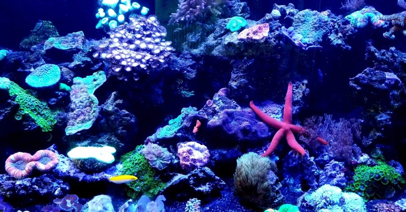 sea creatures in an aquarium