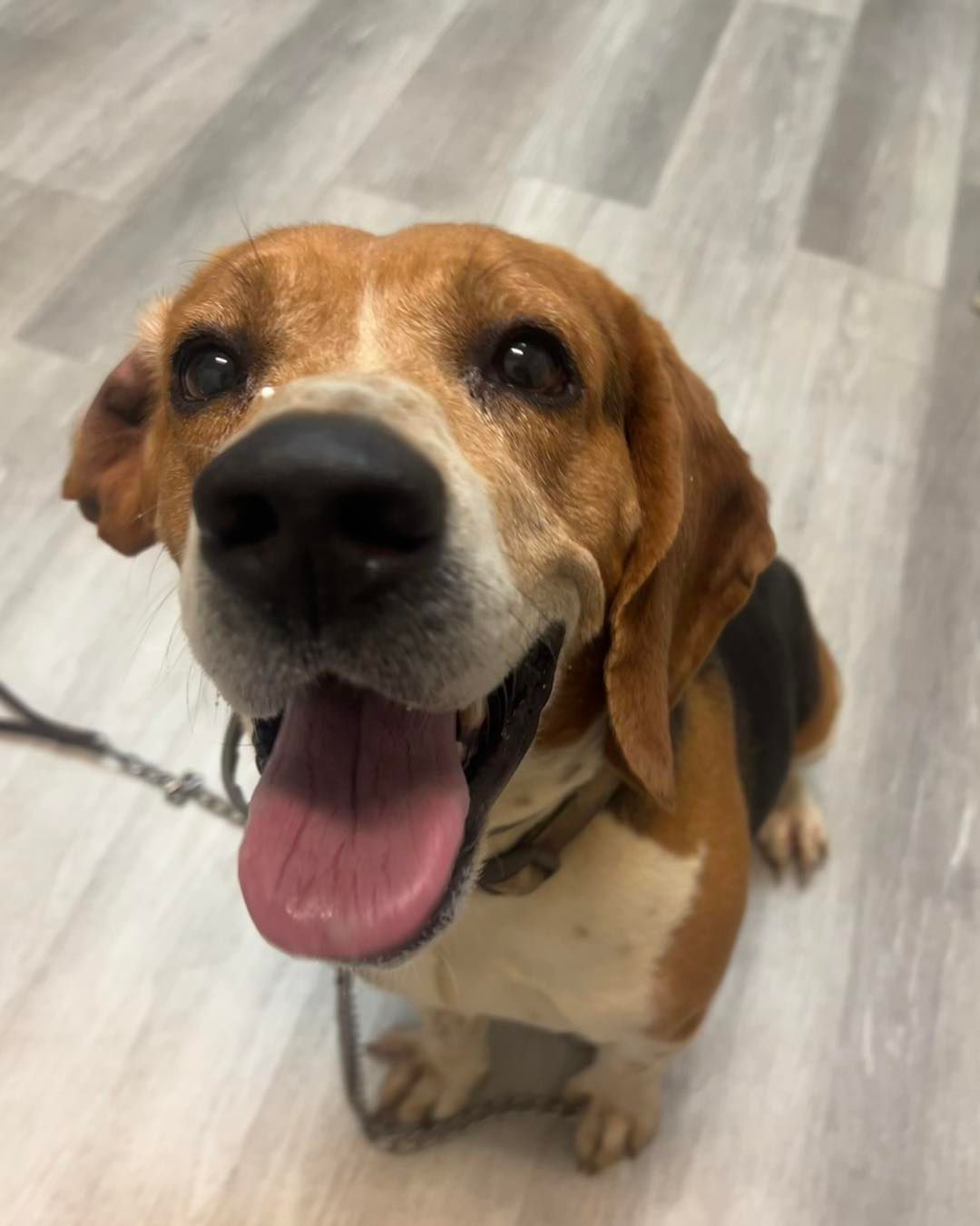 Smiling Beagle dog.