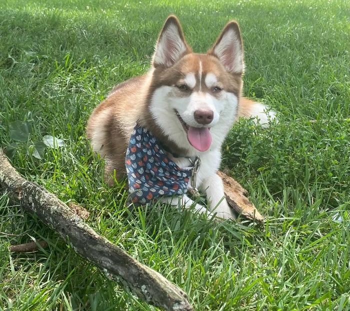 Pomsky wearing a bandana