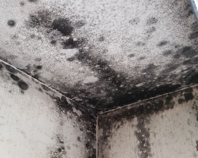 Mold growth in corner of a wall