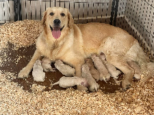 Proud mama Golden Retriever laying with her puppies.