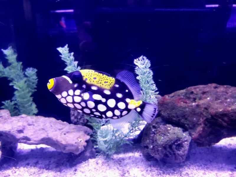 spotted fish in an aquarium