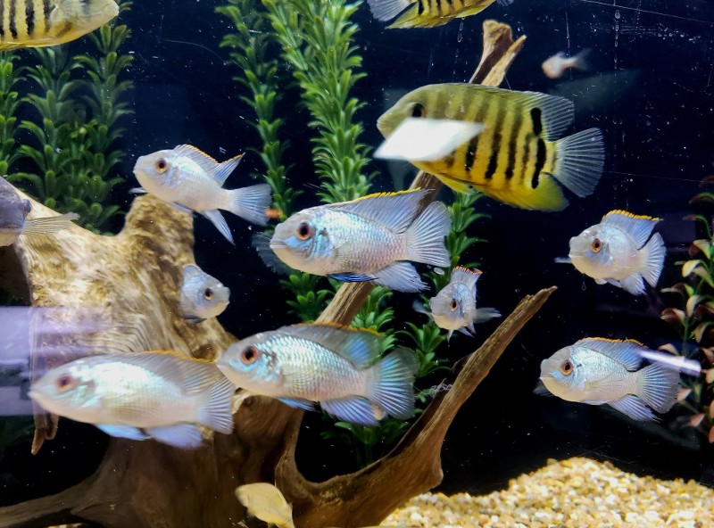 various fish  in an aquarium