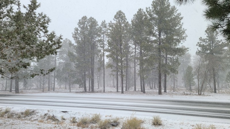 A wintry scene of a roadway and tall trees.