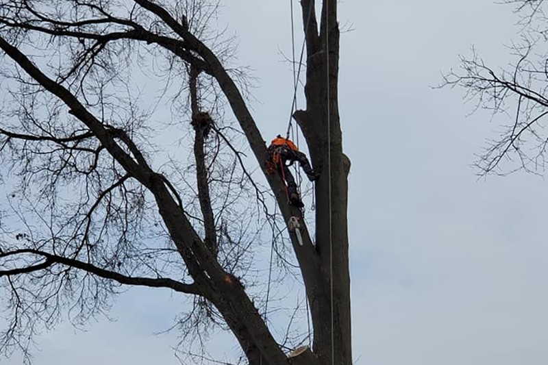 Tree trimming