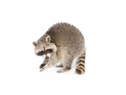 Racoons