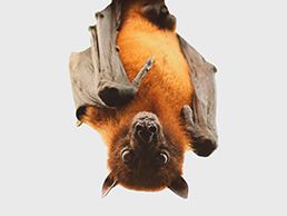Bats