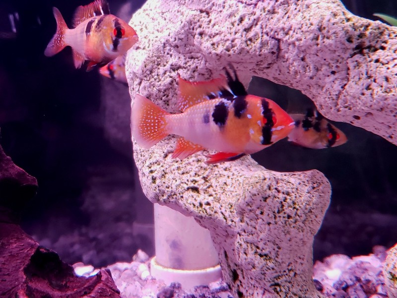 various fish in an aquarium