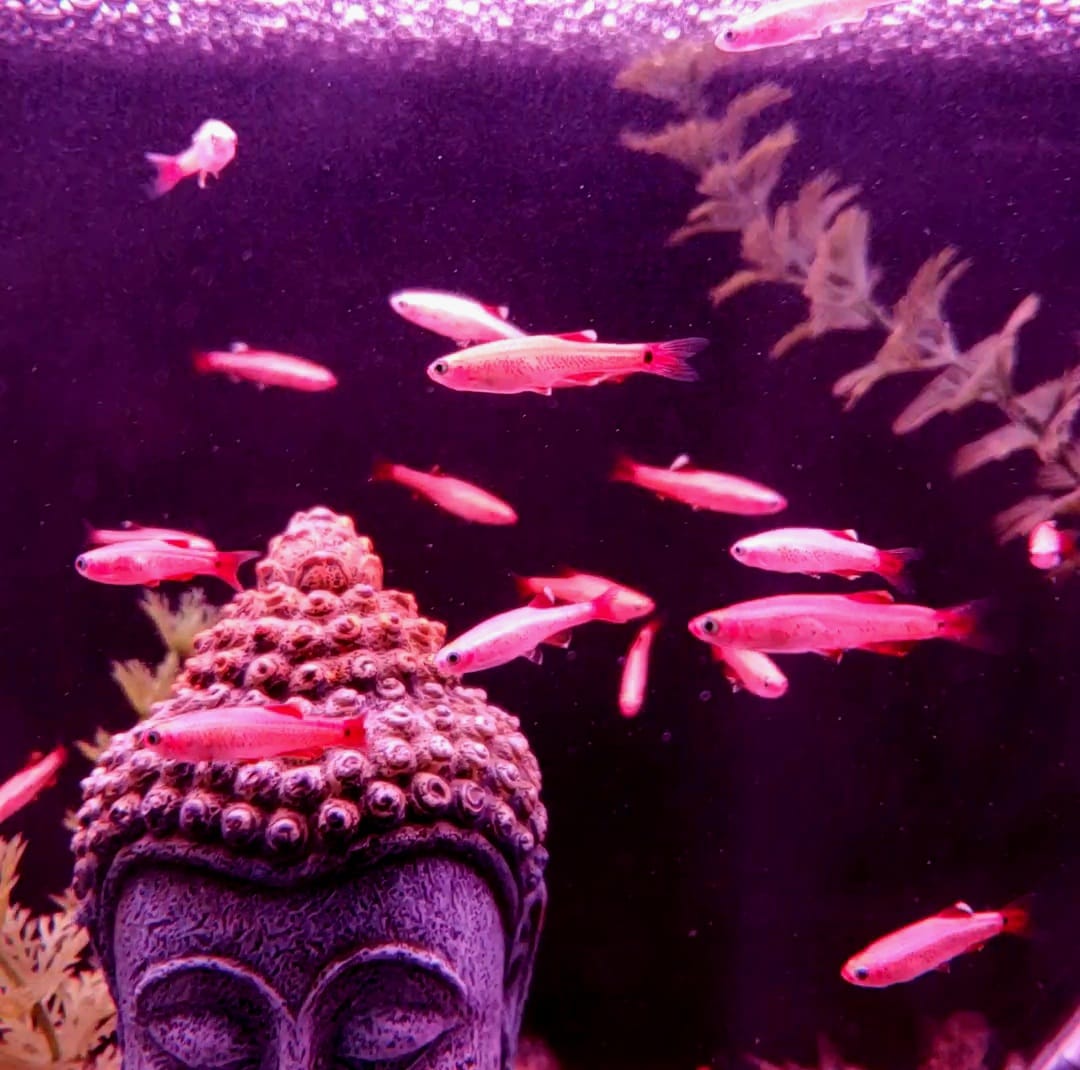 various fish in an aquarium