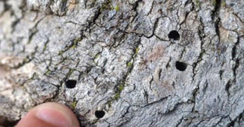 A man inspects disease holes in a tree.