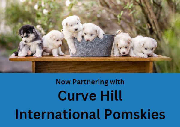 Now Partnering with Curve Hill International Pomskies