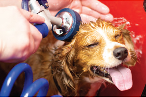 Dog Grooming