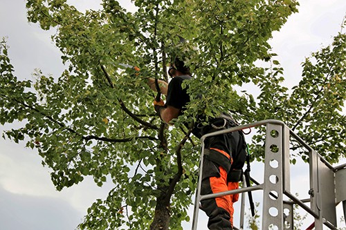 A man reaches up high to trim tree branches.