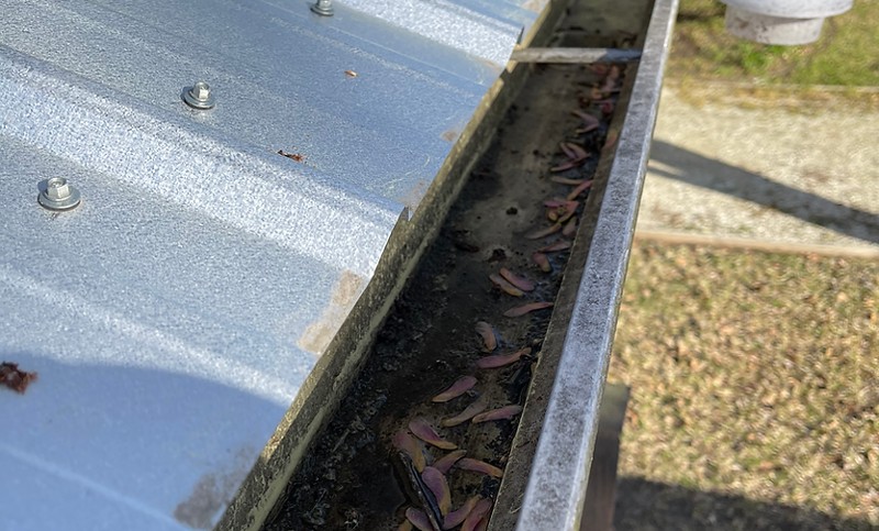 A metal gutter shown with oak seedlings inside.