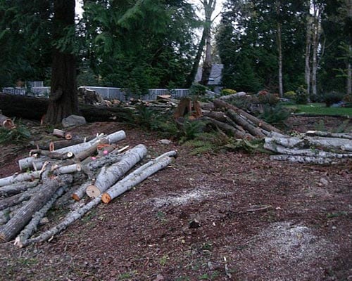 Cut logs lay on the ground in a forest.