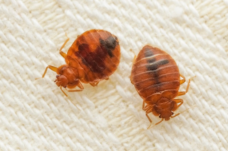 Two bed bugs on a white patterned surface.