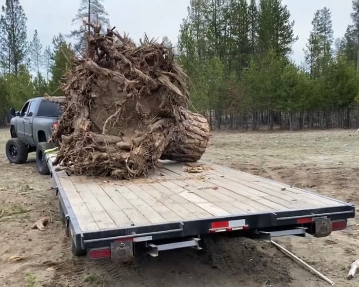 Huge tree stump sitting on the back of a flatbed trailer.