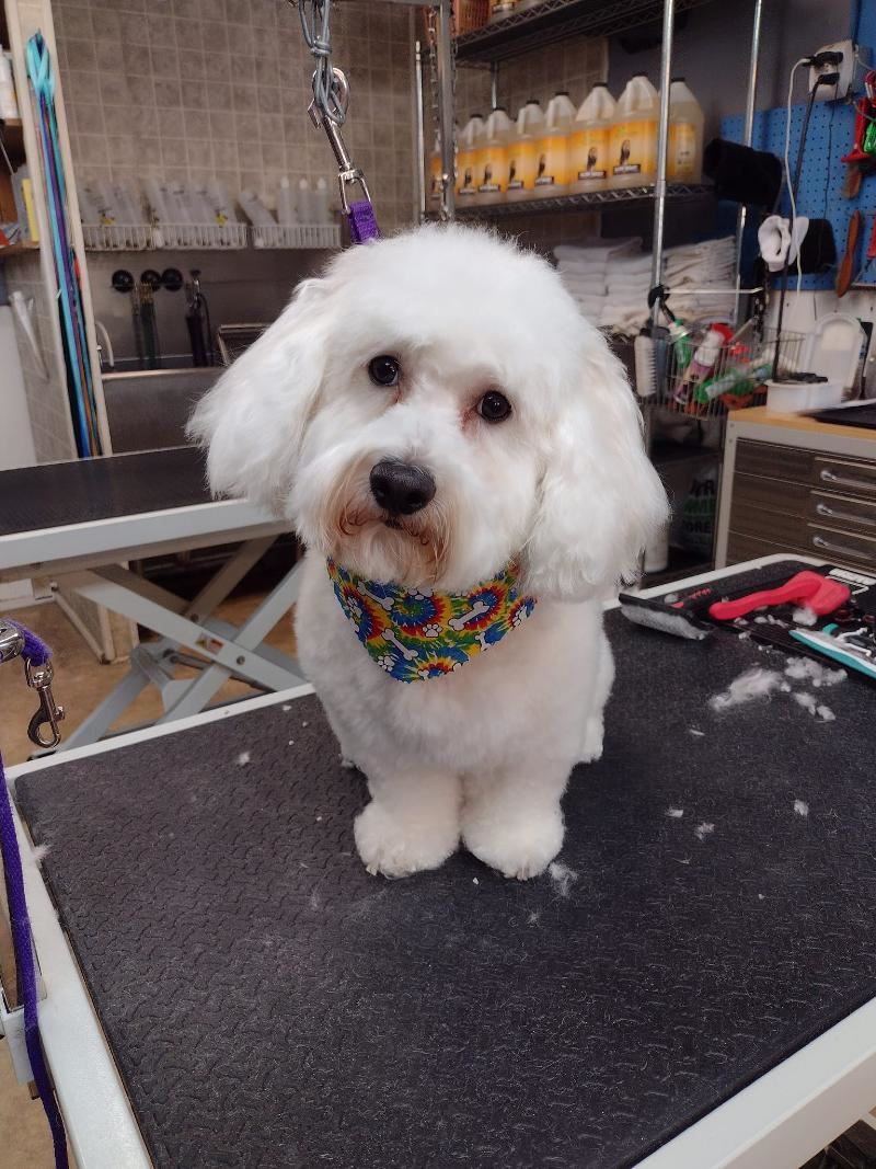 Dog on grooming table