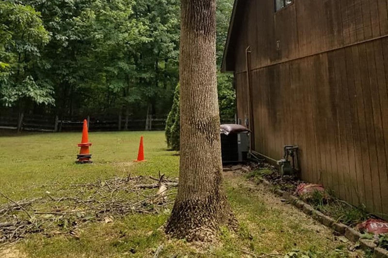 Tree removal