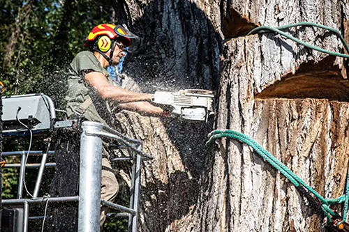 Tree Removal