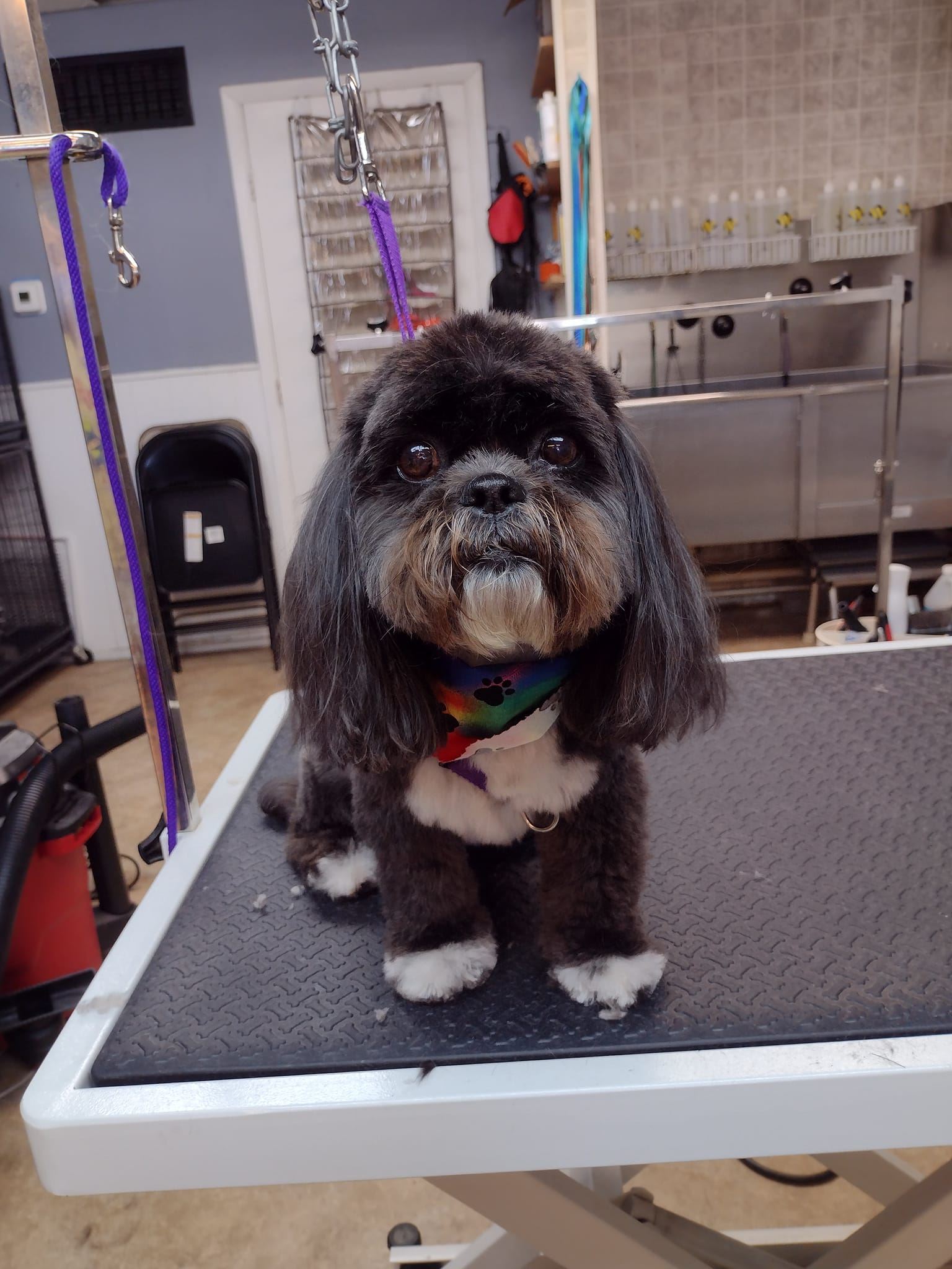 Dog on grooming table