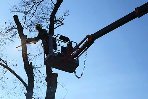 Pruning