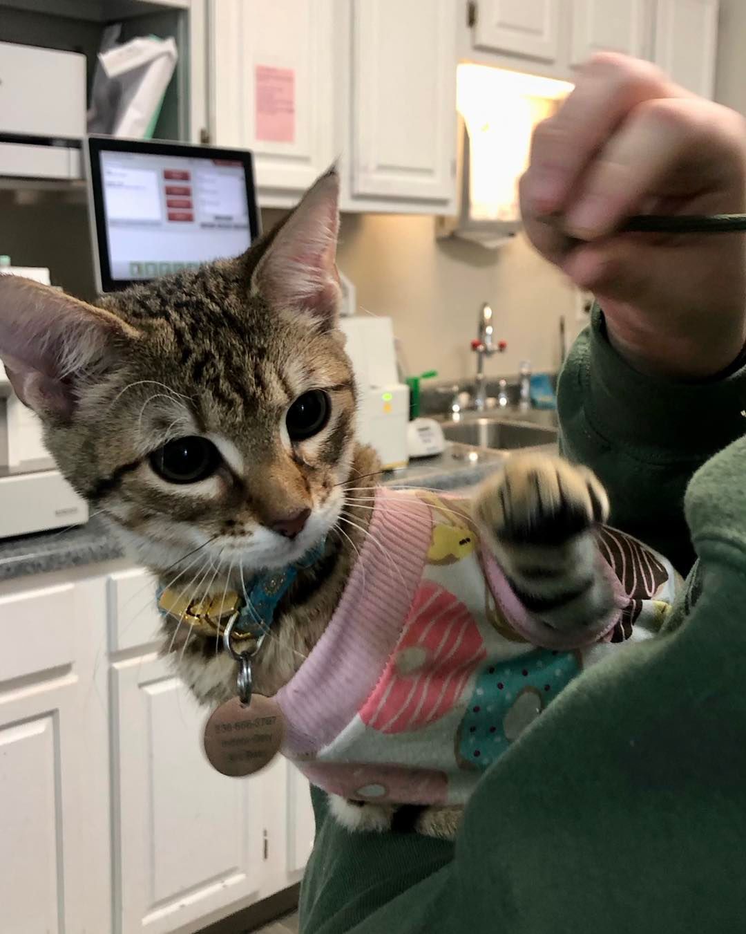 Tabby kitten in a donut sweater