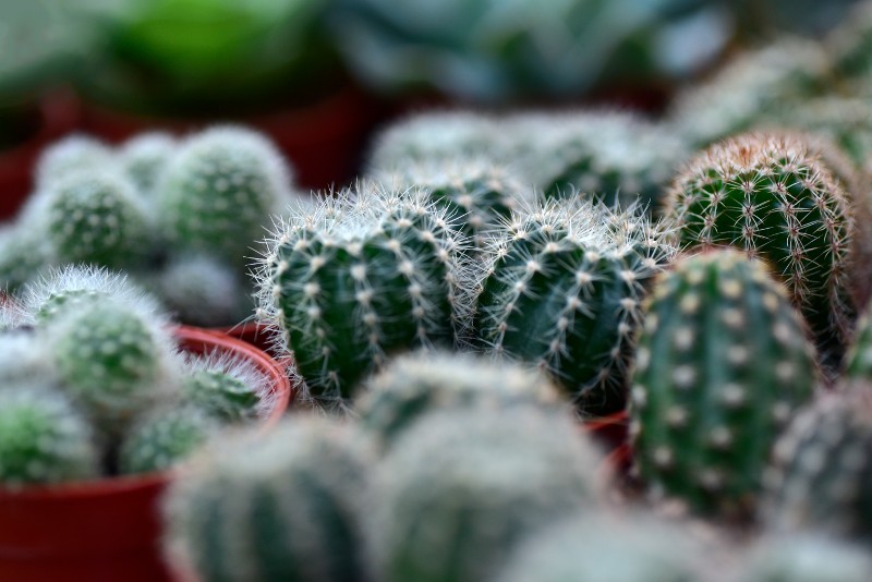 close up of a cactus