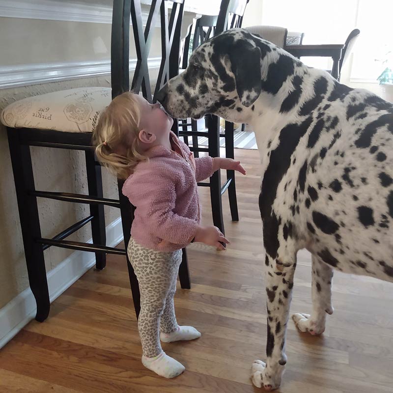Young toddler kisses Harley's face.